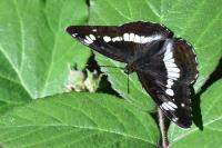 Limenitis camilla