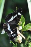 Limenitis camilla
