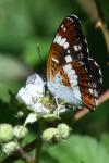 Limenitis camilla