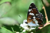 Limenitis camilla