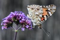 Vanessa cardui