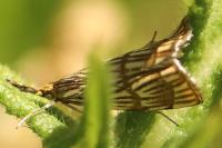 Chrysocrambus linetella