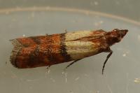 Plodia interpunctella