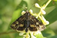 Actinotia radiosa