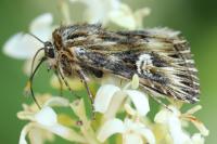 Actinotia radiosa