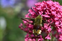 Hemaris fuciformis