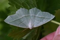 Campaea margaritaria