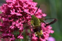 Hemaris fuciformis