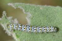 Cucullia verbasci
