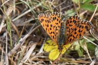 Boloria dia