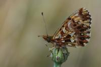 Boloria dia