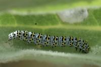 Cucullia verbasci