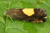 Pammene regiana