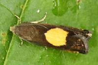 Pammene regiana