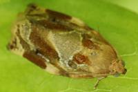 Archips xylosteana