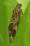 Archips xylosteana