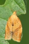 Clepsis consimilana