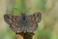 Erynnis tages