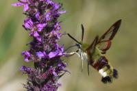 Hemaris fuciformis