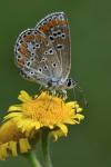 Aricia agestis