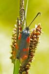 Zygaena filipendulae