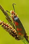 Zygaena filipendulae