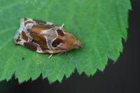 Archips xylosteana