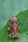 Archips xylosteana