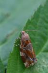 Archips xylosteana