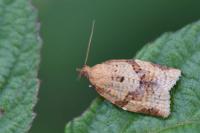 Clepsis consimilana
