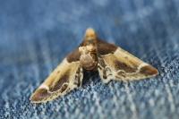 Pyralis farinalis