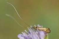 Nemophora metallica