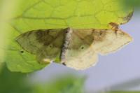 Idaea degeneraria