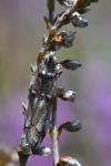 Pempelia palumbella