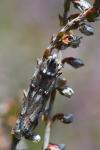 Pempelia palumbella