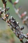 Pempelia palumbella