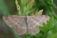 Scopula rubiginata