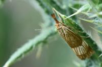 Chrysocrambus linetella