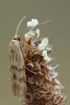 Homoeosoma sinuella