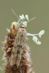 Homoeosoma sinuella