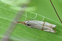 Chrysocrambus linetella
