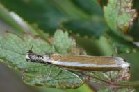 Pleurota aristella