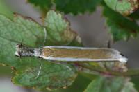 Pleurota aristella