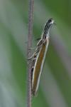 Pleurota aristella