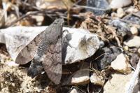 Macroglossum stellatarum