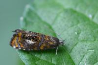 Olethreutes arcuella