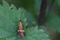 Nemophora degeerella