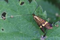Nemophora degeerella