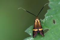 Nemophora degeerella