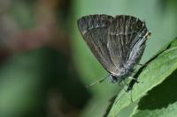 Quercusia quercus